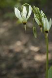 Dodecatheon form alba