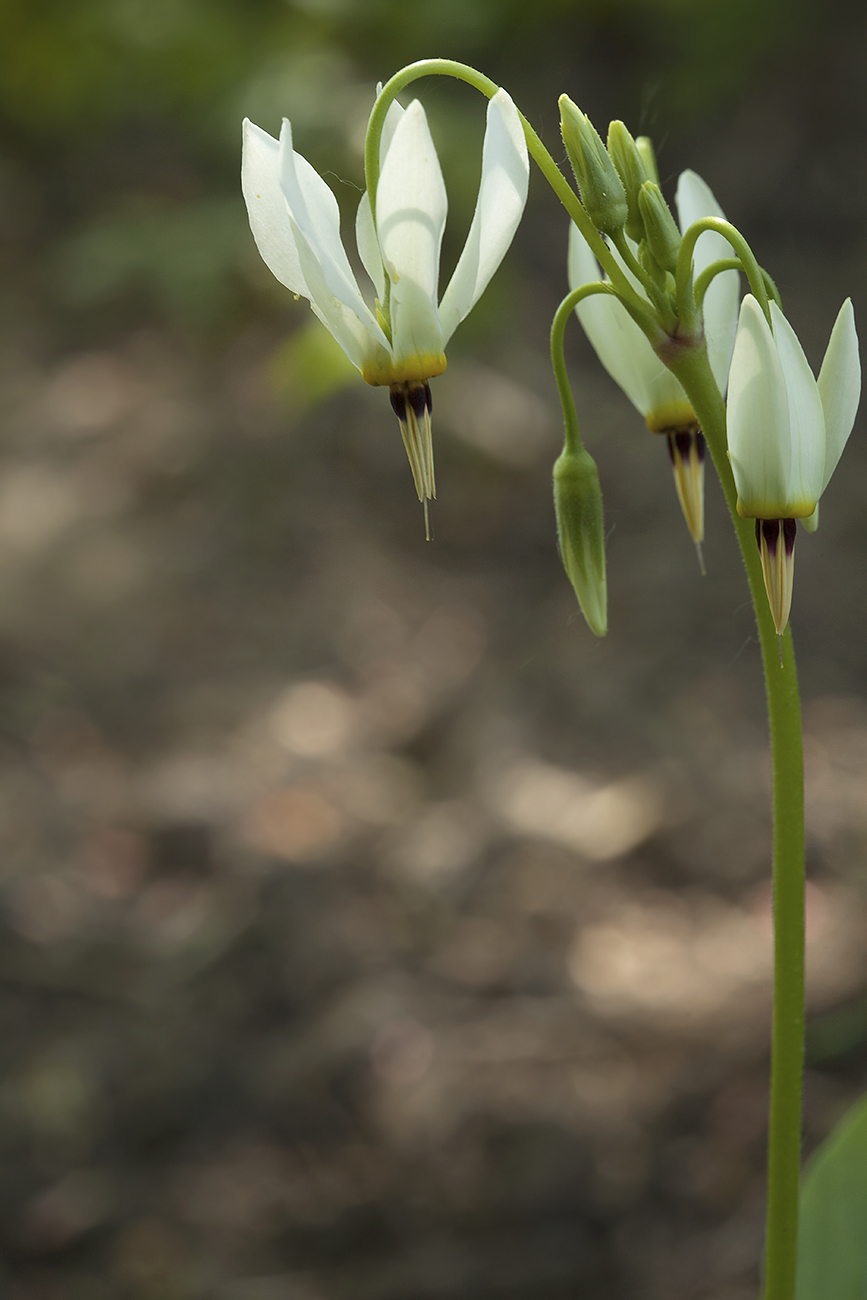 Image of Dodecatheon meadia f. alba specimen.