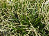 Carex morrowii