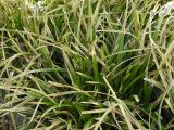 Carex morrowii