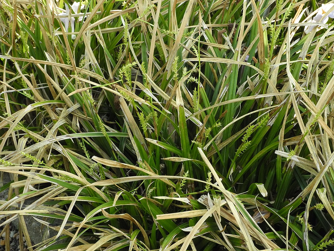 Изображение особи Carex morrowii.