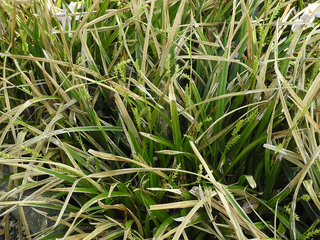 Image of Carex morrowii specimen.