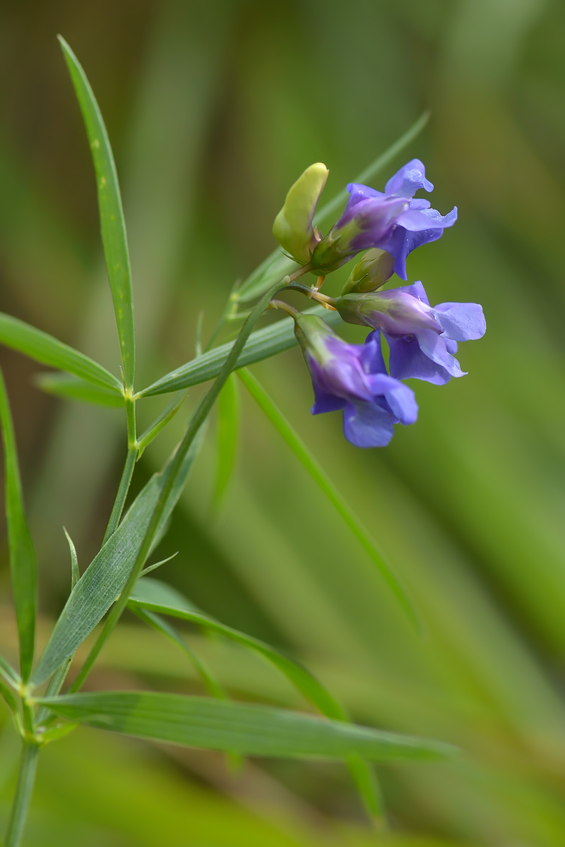 Изображение особи Lathyrus cyaneus.