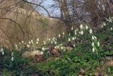 Galanthus plicatus. Цветущие растения. Крым, предгорья, окр. с. Родное. 17.02.2019.