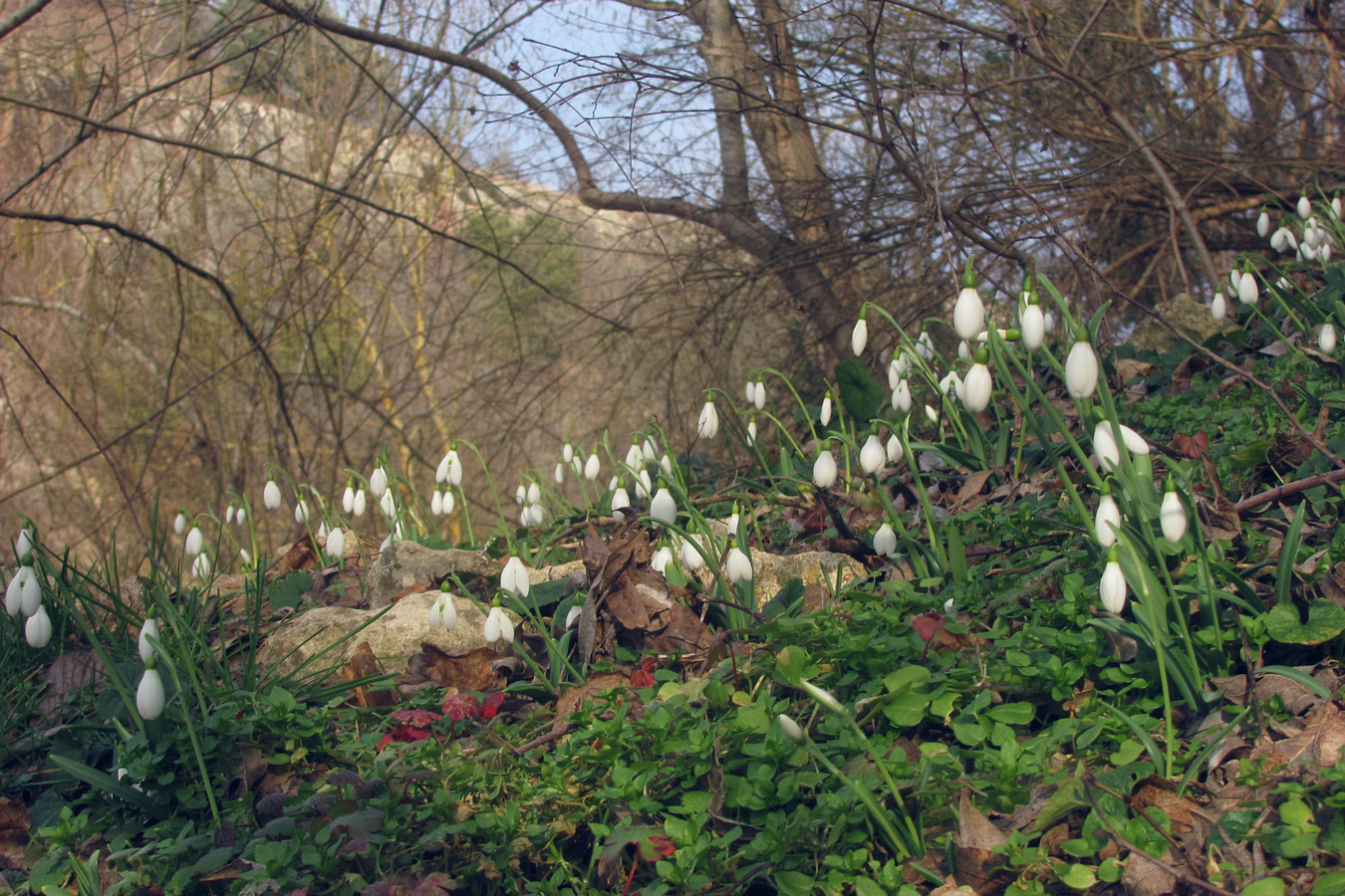 Изображение особи Galanthus plicatus.