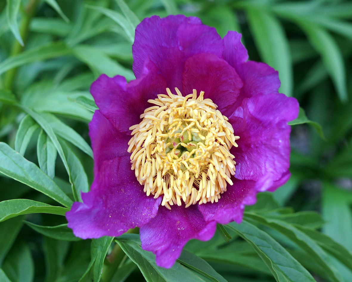 Изображение особи Paeonia anomala.