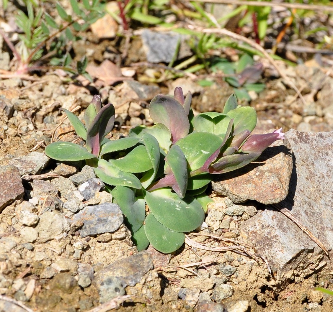 Image of Silene laevigata specimen.