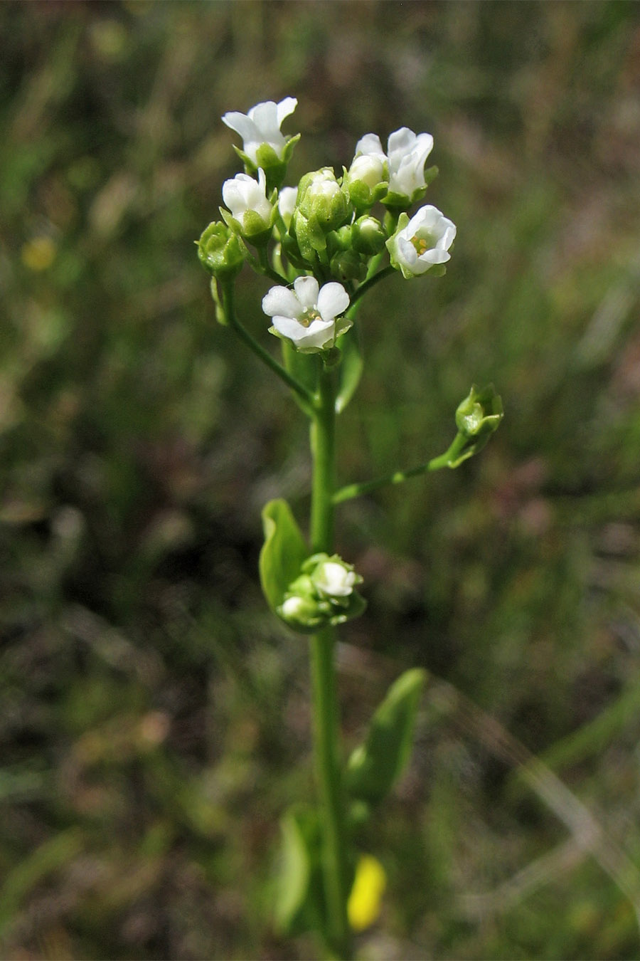 Image of Samolus valerandi specimen.