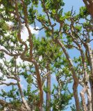 Lagerstroemia indica. Ветви старого дерева (возраст - около 320 лет). Италия, обл. Тоскана, г. Флоренция, ботанический сад, в культуре. 4 июня 2017 г.