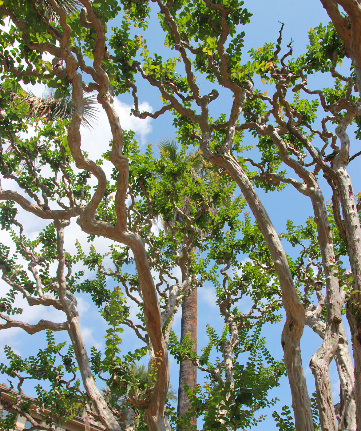 Image of Lagerstroemia indica specimen.