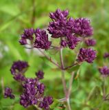 Origanum vulgare. Соцветие в фазе бутонизации. Чувашия, окр. г. Шумерля, лесная поляна за Низким полем. 30 июня 2008 г.