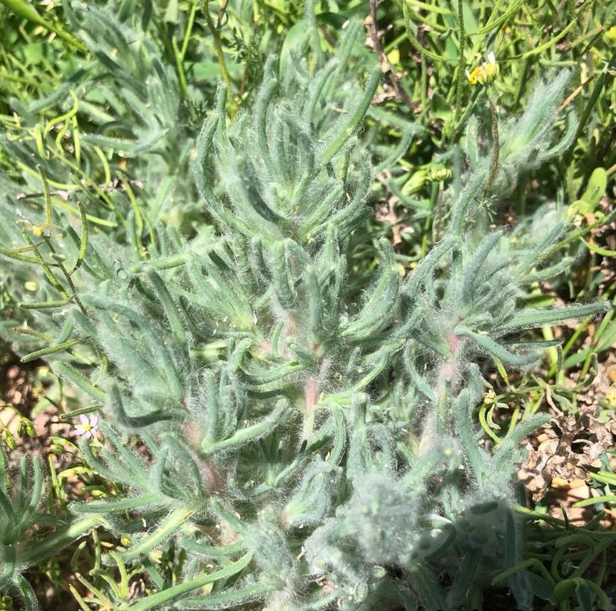 Изображение особи семейство Chenopodiaceae.