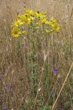 Senecio jacobaea