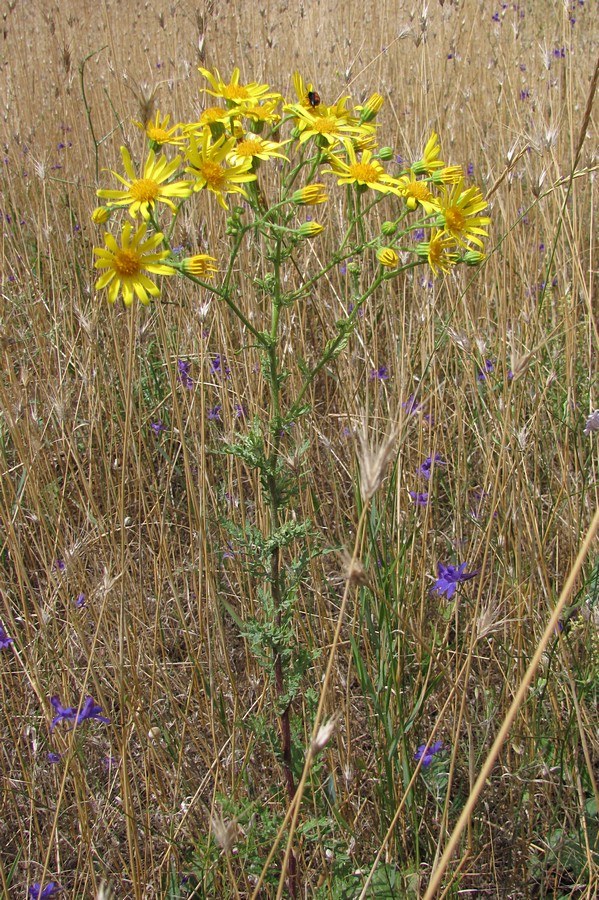 Изображение особи Senecio jacobaea.