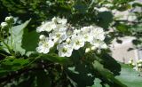 genus Crataegus. Соцветие и листья с кормящейся пчелой. Тверская обл., г. Тверь, Пролетарский р-н, просп. 50 лет Октября, в озеленении. 18.05.2019.