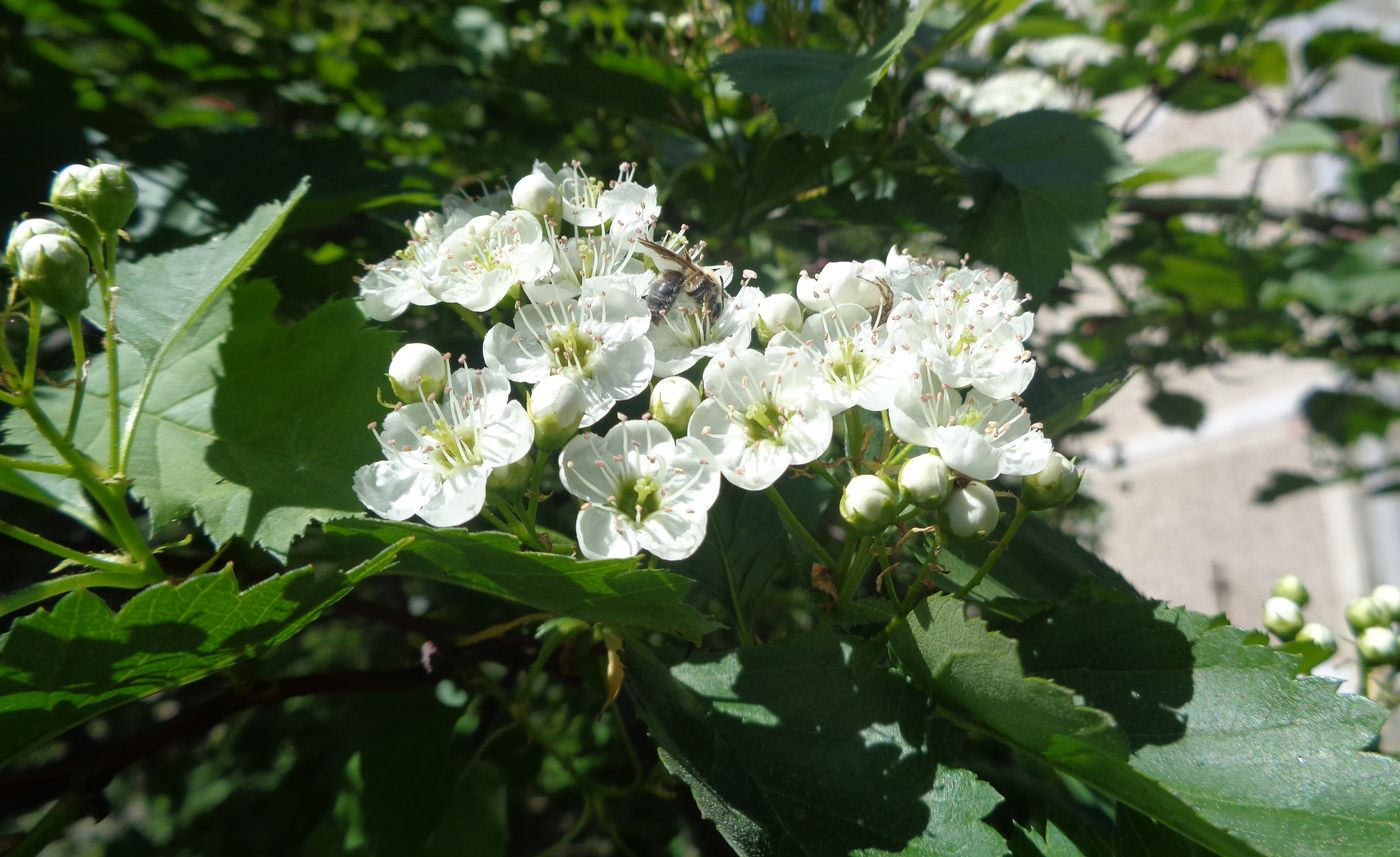 Изображение особи род Crataegus.