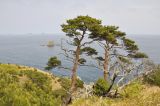 Pinus densiflora. Взрослые деревья. Приморье, Хасанский р-н, п-ов Гамова, прибрежные скалы. 12.05.2019.