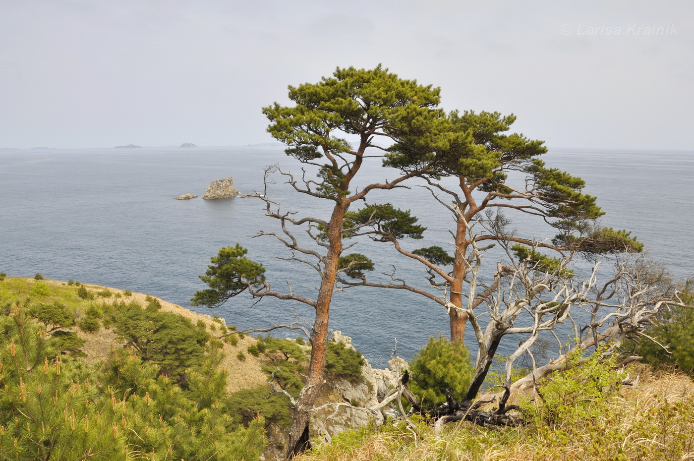 Image of Pinus densiflora specimen.