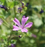 Malva sylvestris