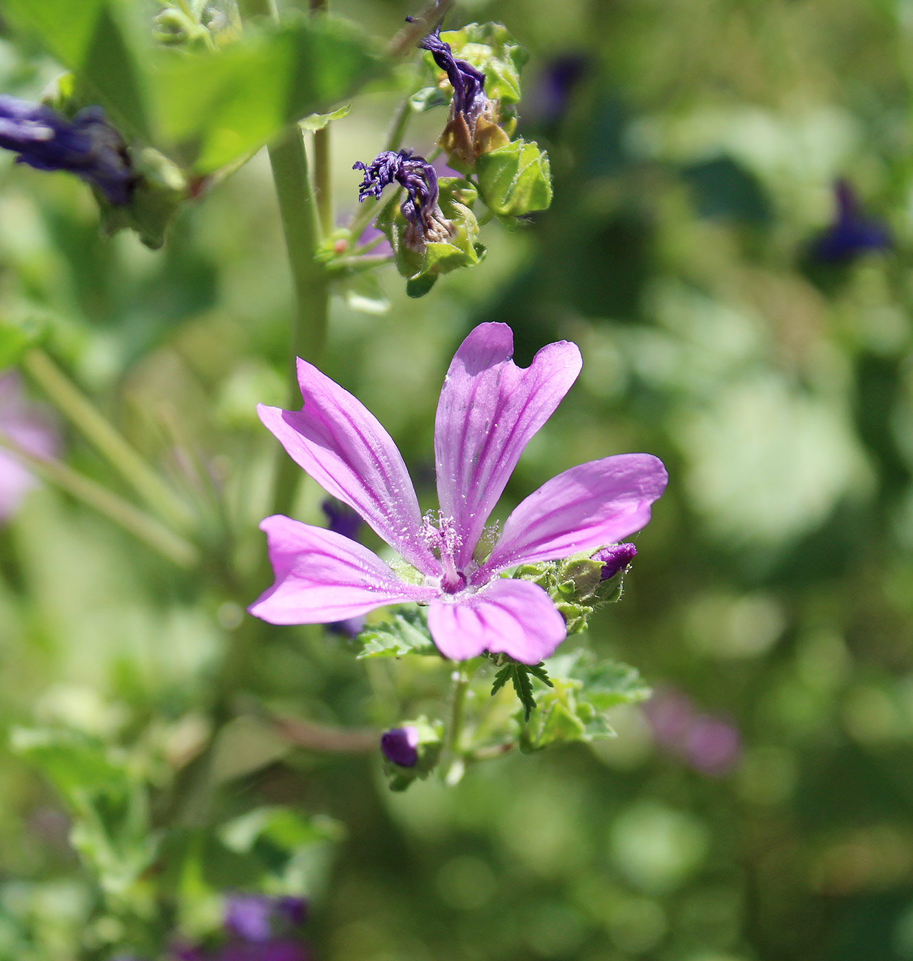 Image of Malva sylvestris specimen.