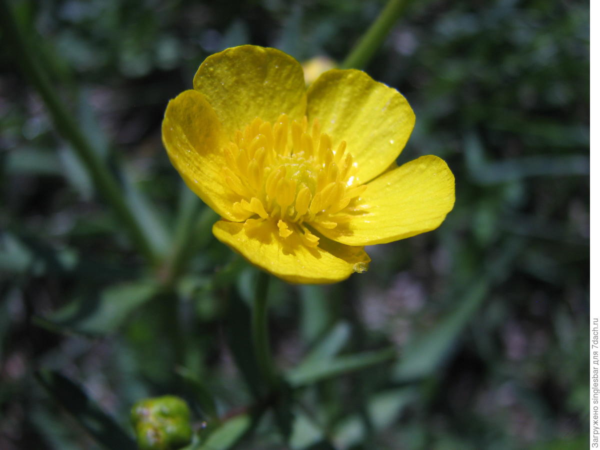 Изображение особи род Ranunculus.