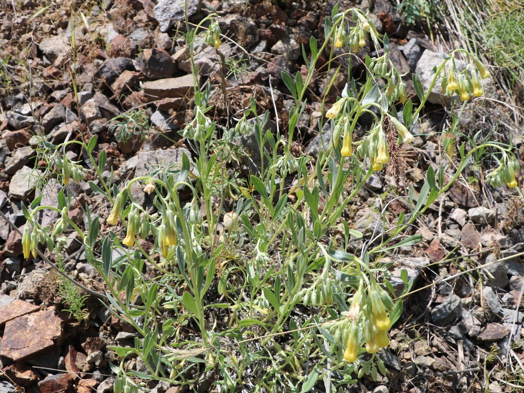 Image of Onosma sericea specimen.