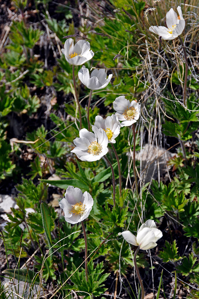 Изображение особи Anemone sylvestris.