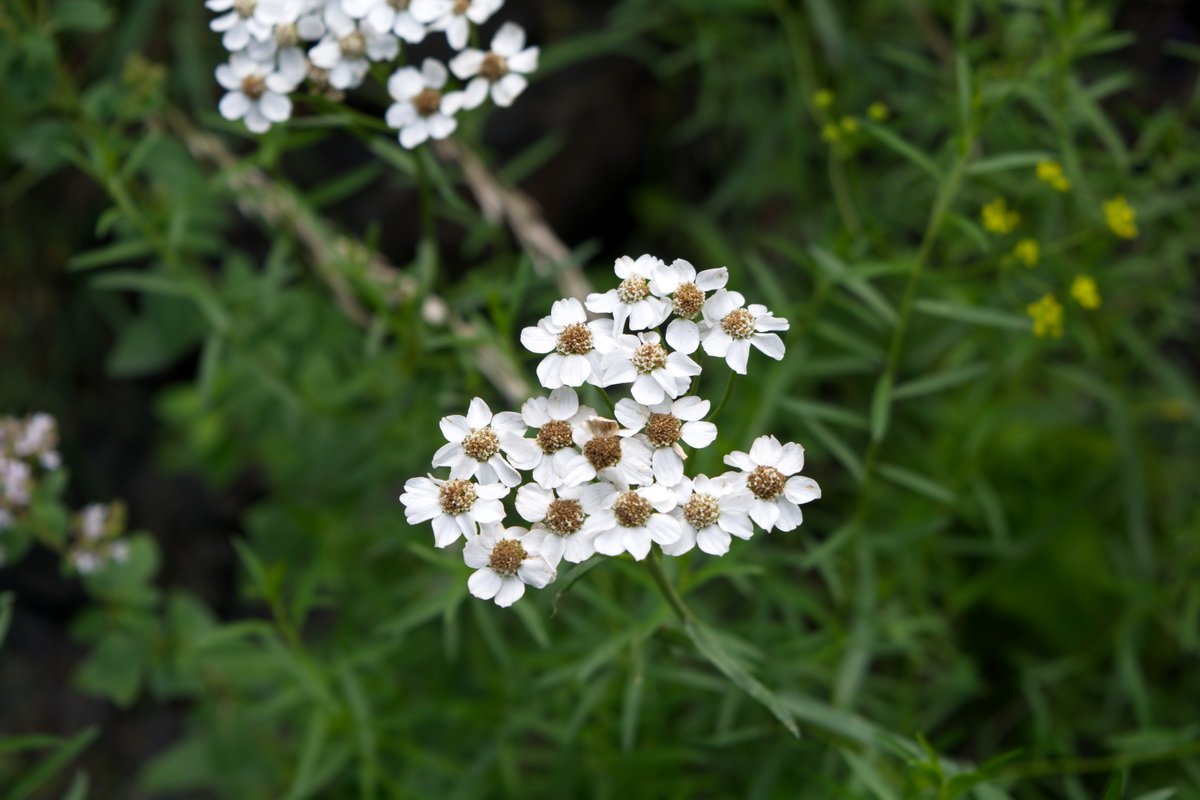 Image of Achillea ptarmicifolia specimen.