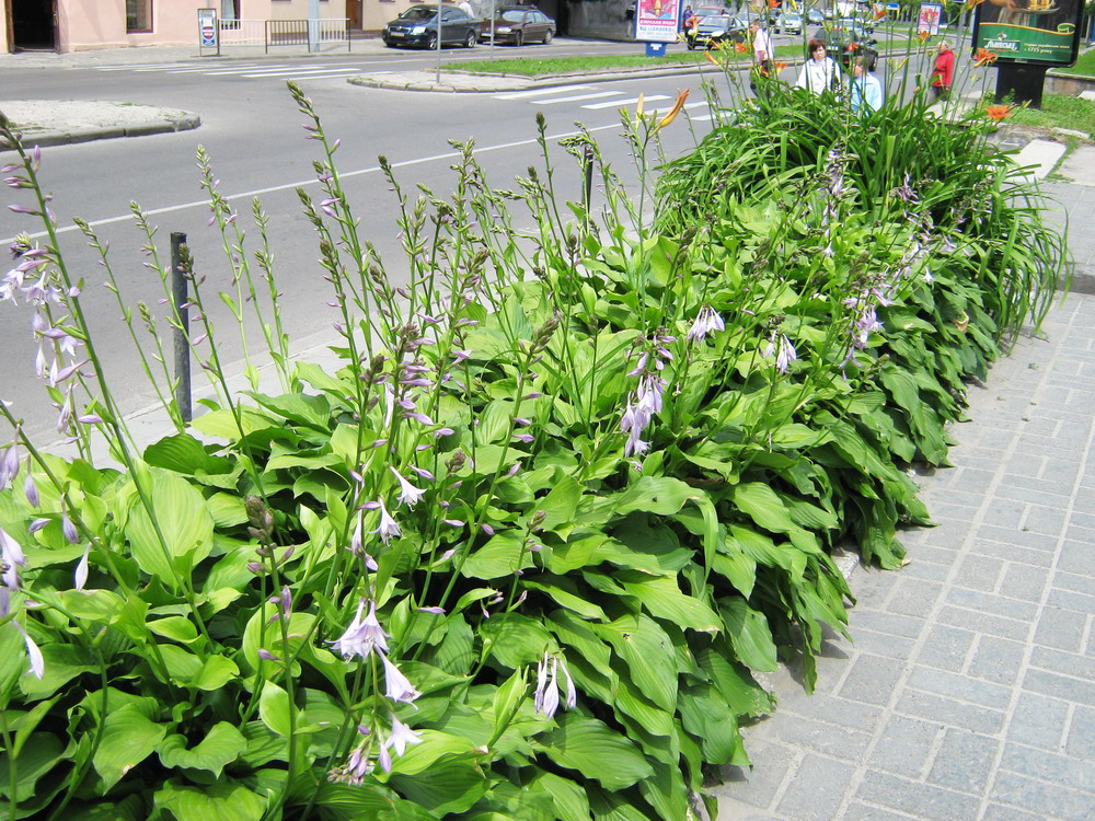 Изображение особи Hosta albomarginata.