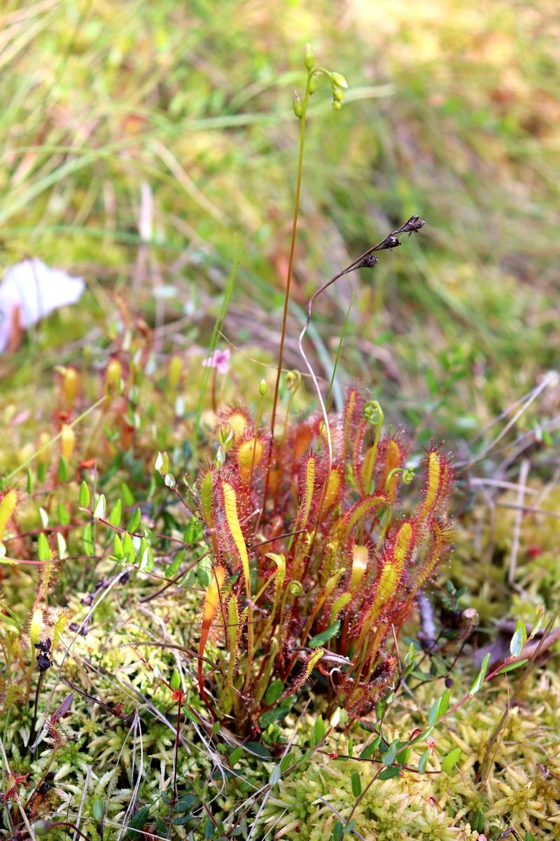 Image of Drosera anglica specimen.