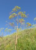 Ferula songarica. Верхушка плодоносящего растения (среди цветущих Peucedanum morisonii). Алтайский край, г. Барнаул, 5 км к югу от пос. Южный, степной склон к р. Обь. 13 июля 2019 г.