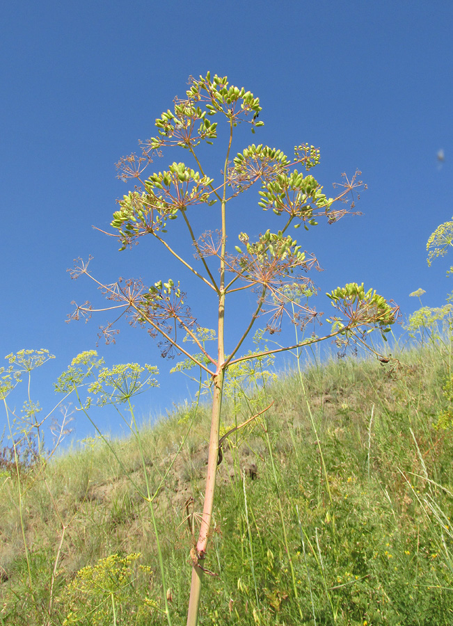 Image of Ferula songarica specimen.