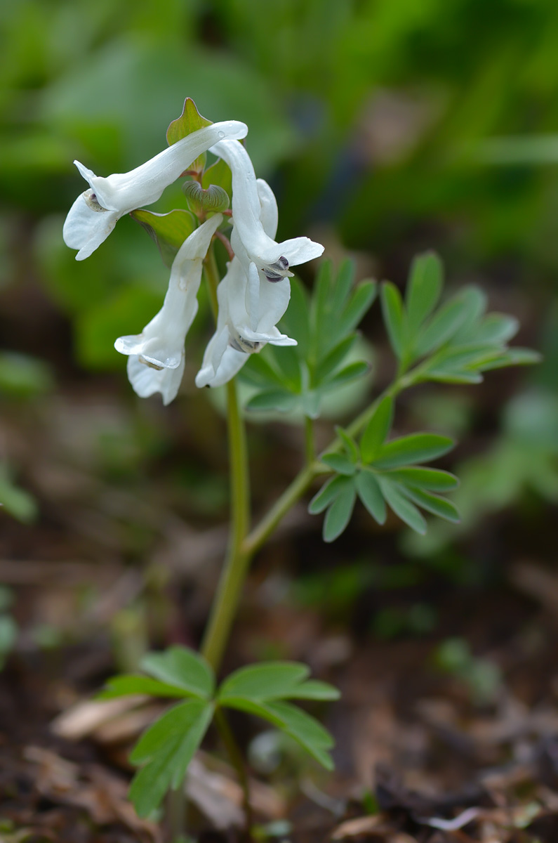 Изображение особи род Corydalis.