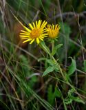 Inula britannica