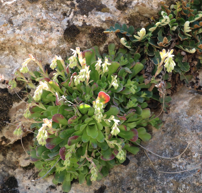 Image of Rosularia sempervivum specimen.