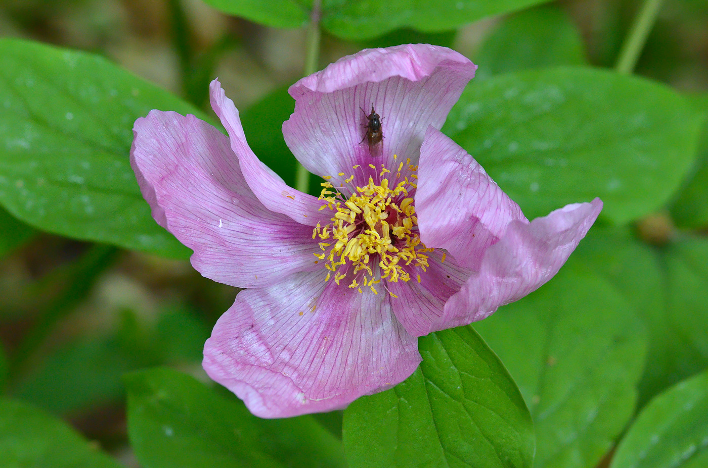 Изображение особи Paeonia caucasica.