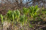 Veratrum lobelianum. Растения с молодыми побегами, отрастающими после зимовки. Мурманск, Горелая сопка, склон вост. экспозиции, 245 м н.у.м., окружённая березняком сыроватая луговина. 06.06.2019.