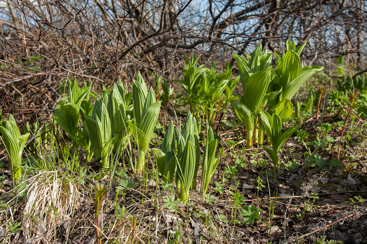 Изображение особи Veratrum lobelianum.