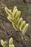 Salix lanata