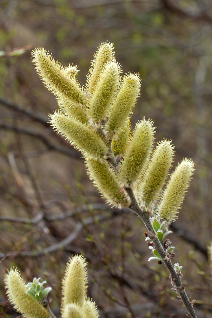 Изображение особи Salix lanata.