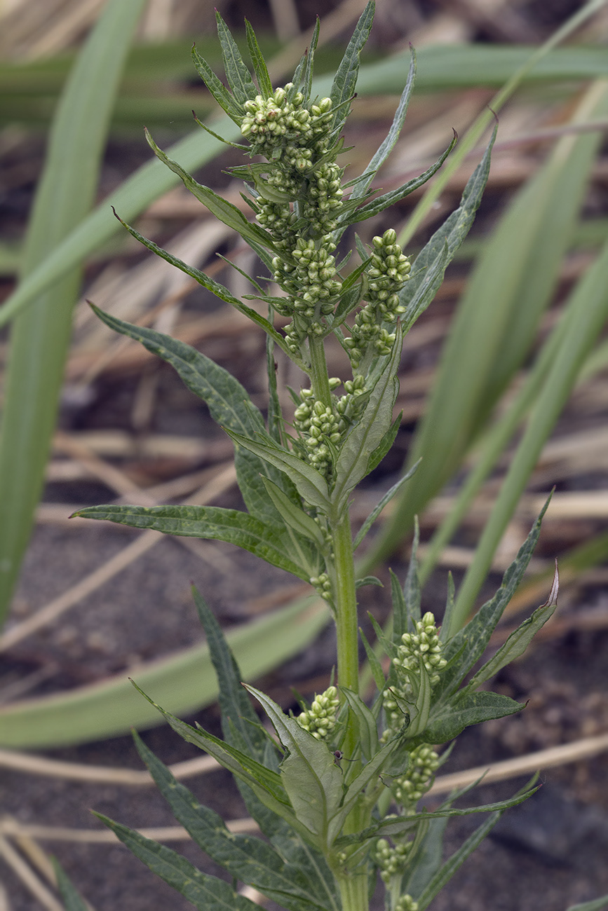 Изображение особи Artemisia montana.