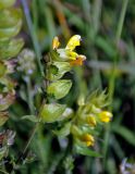 genus Rhinanthus