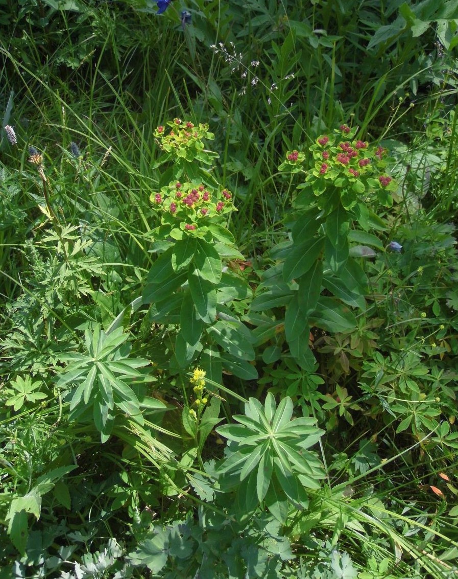 Изображение особи Euphorbia pilosa.