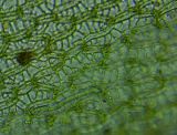 Sphagnum angustifolium