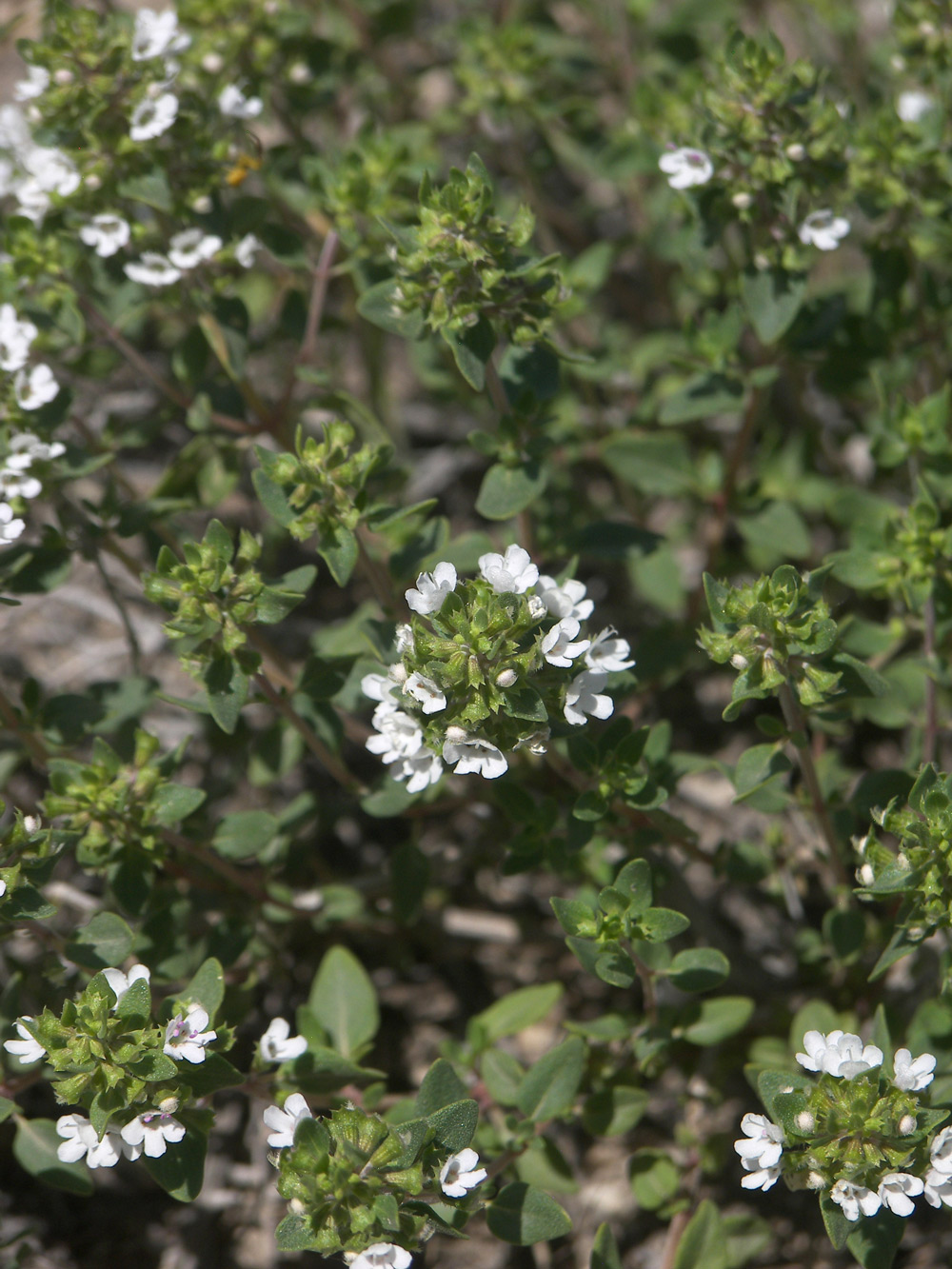 Изображение особи Thymus kotschyanus.