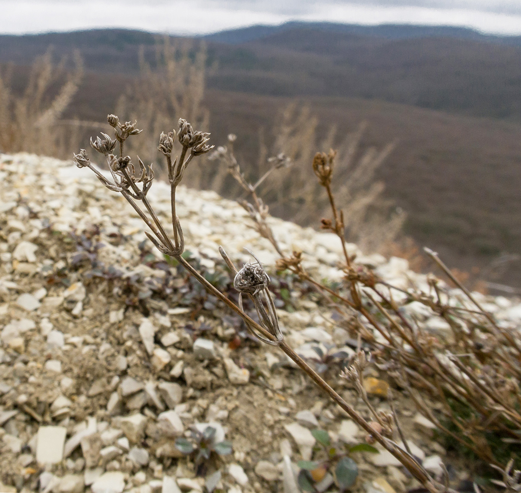 Image of genus Asperula specimen.