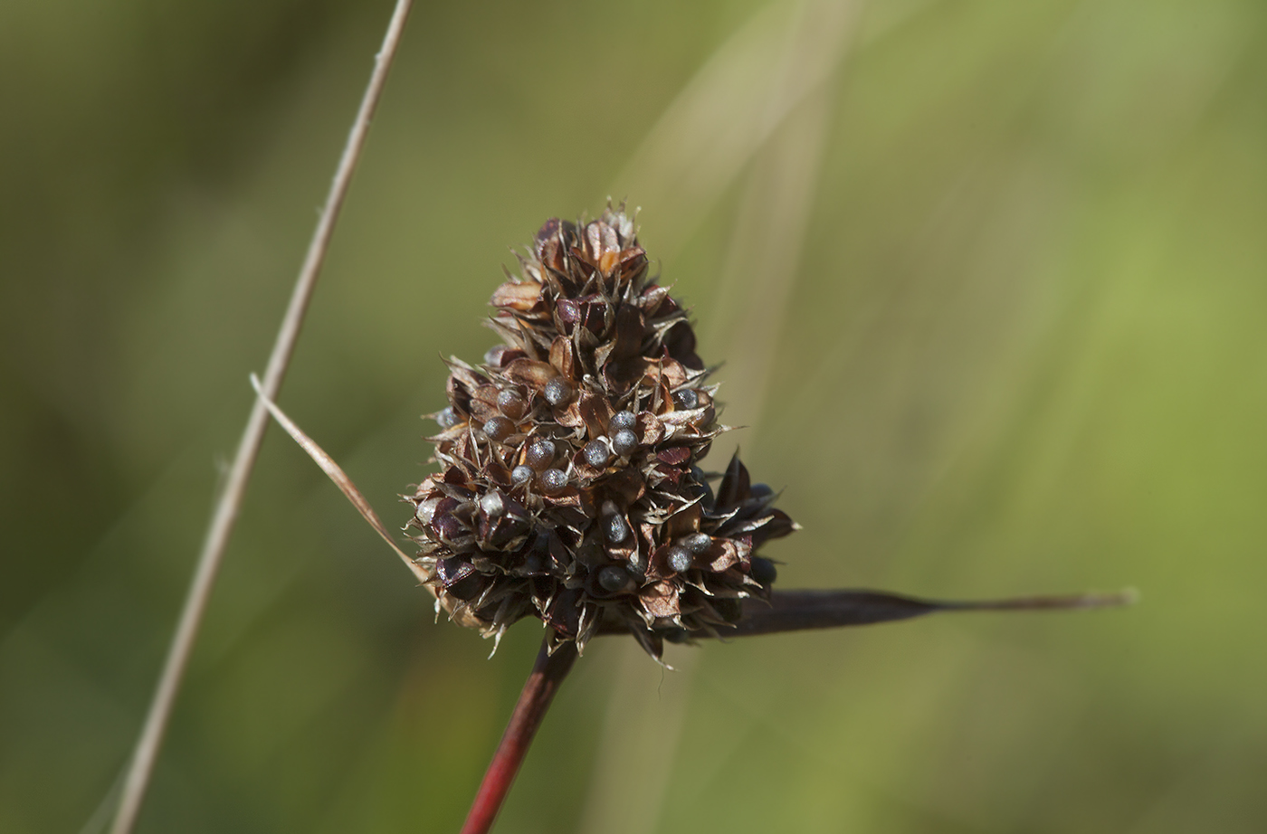 Image of Luzula capitata specimen.