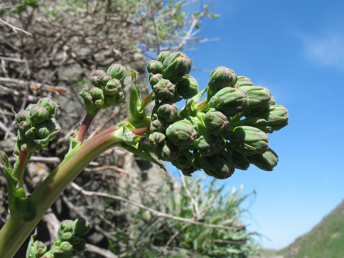 Изображение особи Steptorhamphus crambifolius.