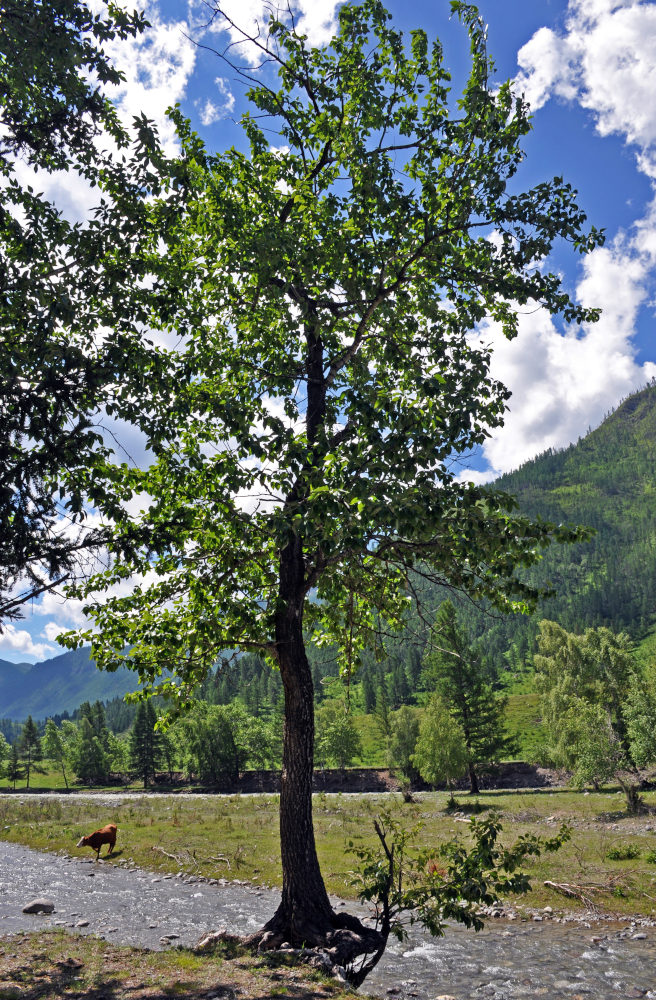 Image of Populus laurifolia specimen.