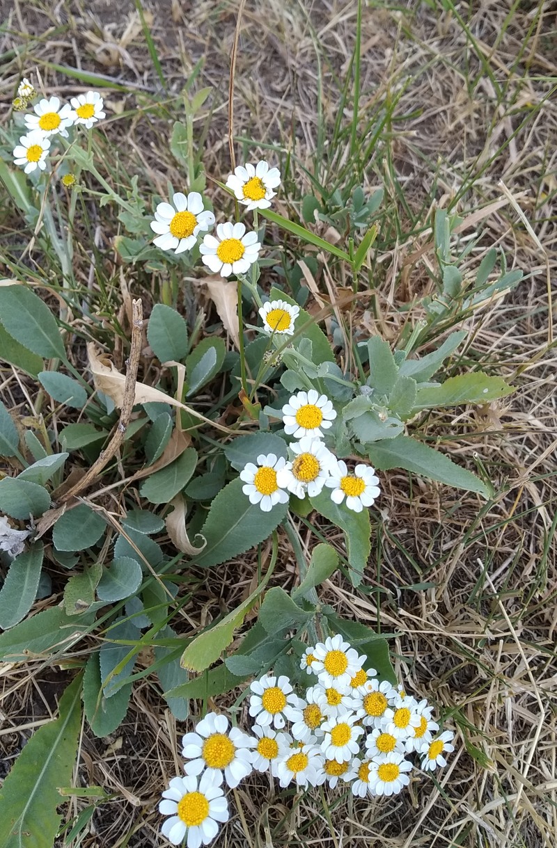 Image of Pyrethrum balsamita specimen.